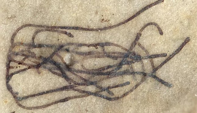 Seaweed found in China 1.000 milion years ago